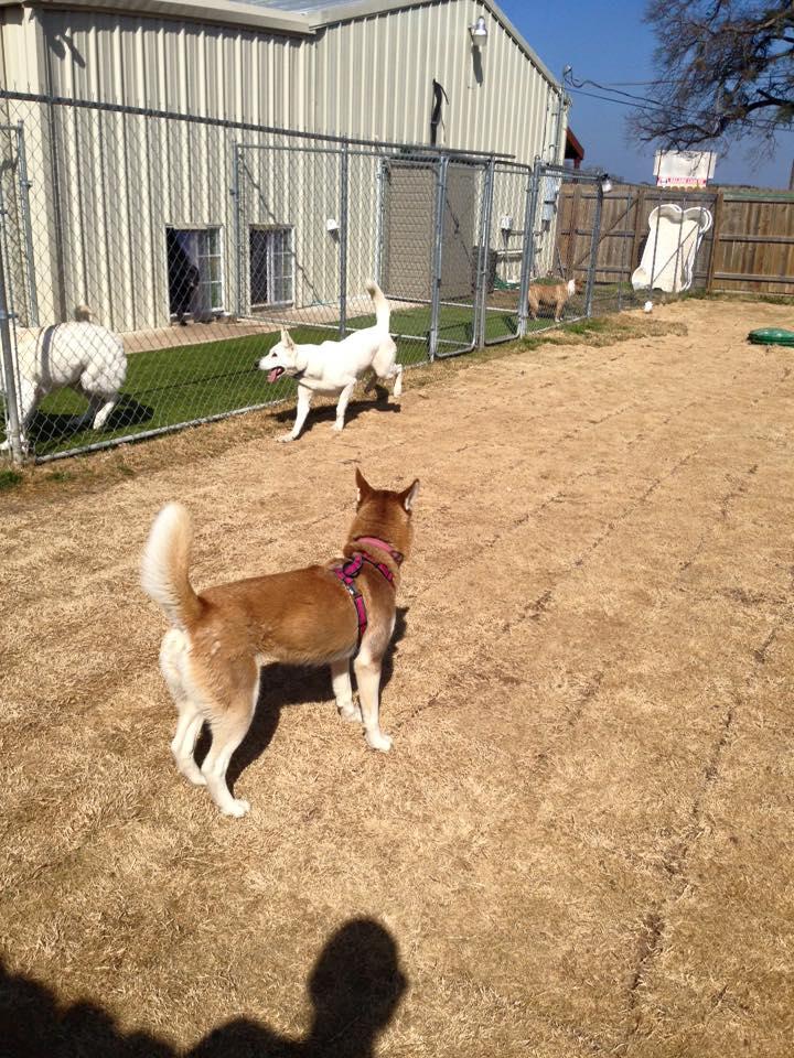 Pet Daycare in Salado, TX The Dog Spot