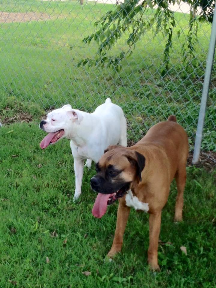 Pet Daycare in Salado, TX The Dog Spot